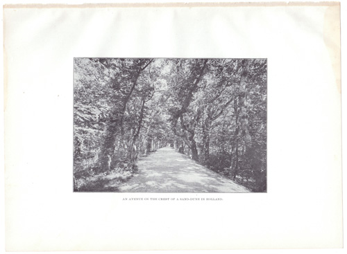 AN AVENUE ON THE CREST OF A SAND-DUNE IN HOLLAND